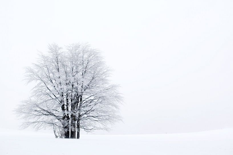 Baum im Schnee von Sam Mannaerts