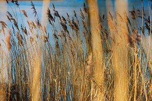 Schilf im Biesbosch