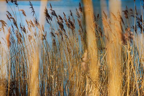 Riet in de  Biesbosch
