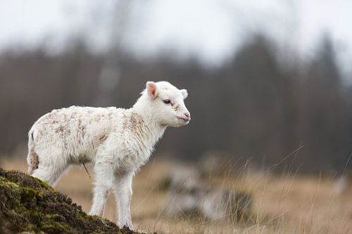 Lam op het Aekingerzand