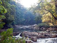 Jungle view