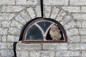 Steenuil (Athene noctua) van Ronald Pol