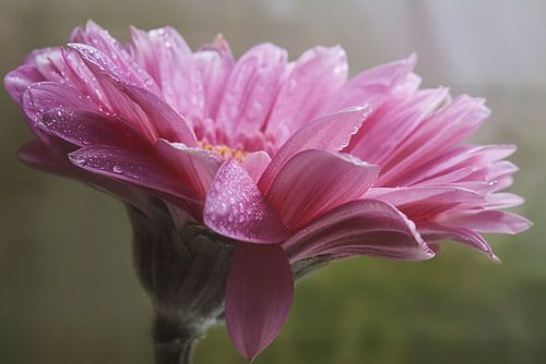 Ochtendmagie: Gerbera's in Dauw - Een Visueel Spektakel van Natuurlijke Schoonheid