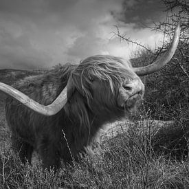 Le Highlander écossais en noir et blanc sur Sanne Groen