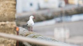 Mouette argentée II sur Zoë Bijl