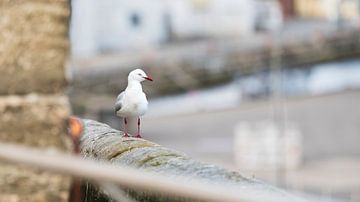 Silver Gull II by Zoë Bijl