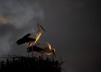 Das Nest wird nicht nur gebaut