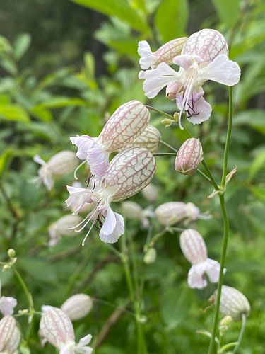 Österreichische Blaassilene