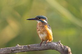 Eisvogel, Alcedo atthis