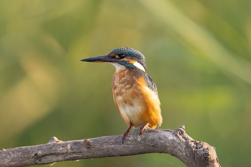 Eisvogel, Alcedo atthis von Gert Hilbink