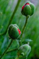 Beginning poppy blossom