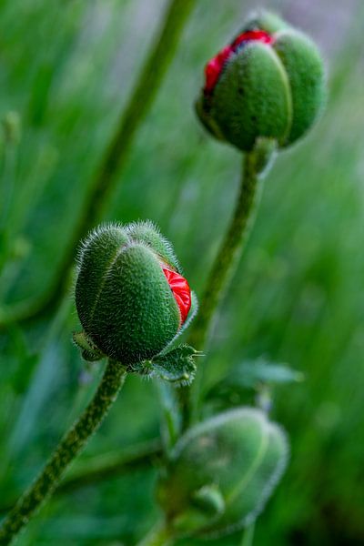 Beginnende Mohnblüte von Felix Marx