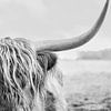 Kracht en Stille Gratie Schotse Hooglander in Zwart-Wit van Femke Ketelaar