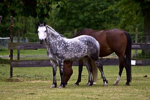 Paarden in de wei von foto-fantasie foto-fantasie