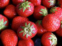 Sommerkönig : Stillleben von Erdbeeren
