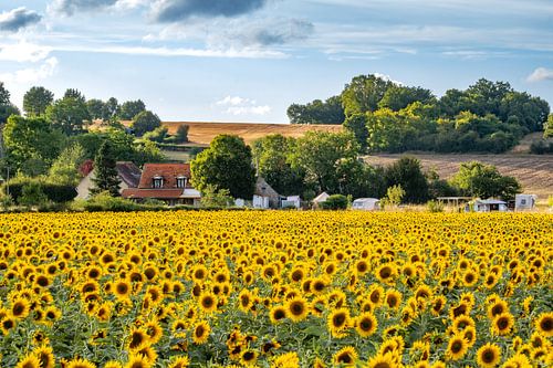 Sonnenblumen 06 von Ruud Peters