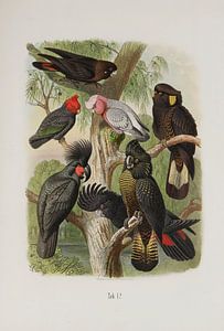 Black Cockatoos, Anton Reichenow von Teylers Museum