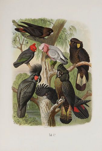 Black cockatoos, Anton Reichenow