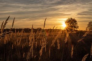 Coucher de soleil sur la bruyère sur Sjors Gijsbers