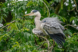 Blauwe Reiger met opgezette veren van Levi Loeve