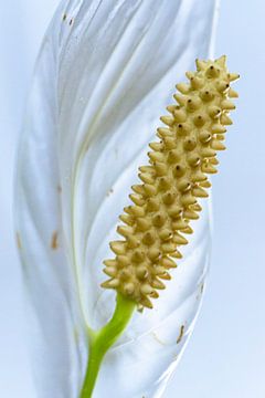 Spathiphyllum van Edwin Boer