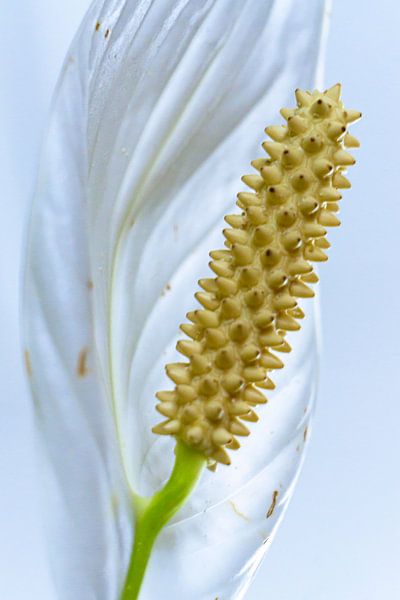 Spathiphyllum par Edwin Boer