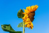 Un tournesol qui ressemble à un visage sur fond bleu