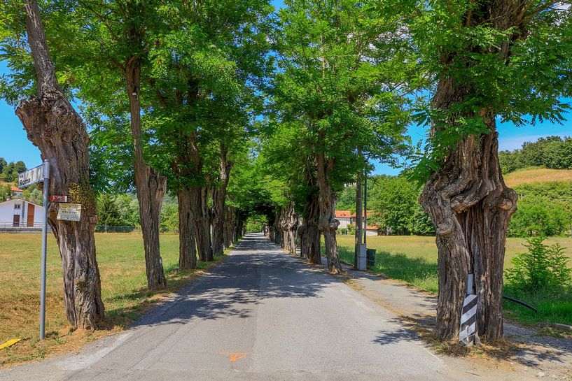 Laan met bomen in Piemont, Italie van Joost Adriaanse