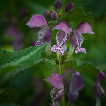 Purple Dead-nettle