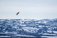 Velduil boven het Fjord