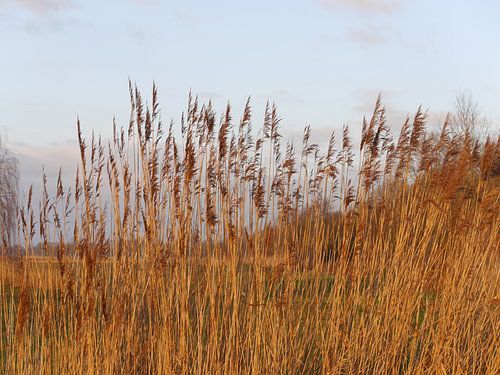 La nature à l'heure dorée