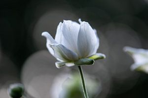 weiße Herbstblume