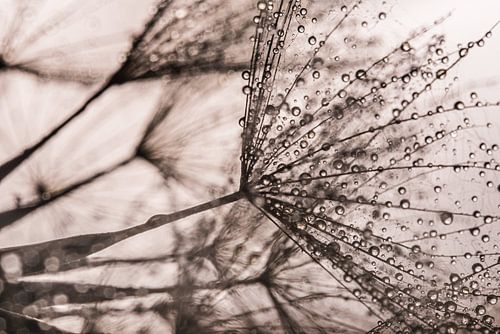 Lignes abstraites tirées de la nature (étoile du matin en gros plan no