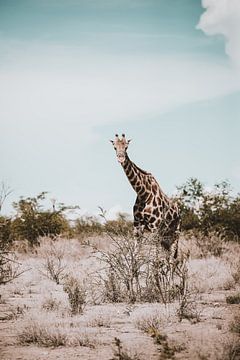 Giraffe in Afrika in het wild, Namibië Etosha Nationaal Park van Helena Schröder