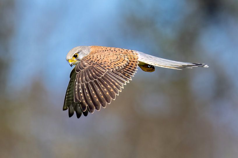 Kestrel in flight by Teresa Bauer