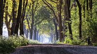 Des buissons de sifflets le long de la route de cendres près de Het Zwarte Gat (panorama) par Anneke Hooijer Aperçu