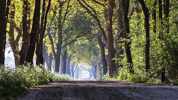 Des buissons de sifflets le long de la route de cendres près de Het Zwarte Gat (panorama)