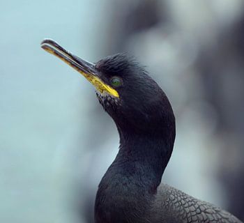 Aalscholver op de uitkijk