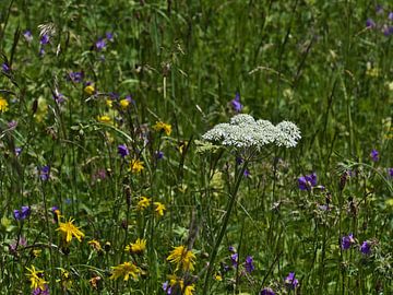 Flower meadow with meadow hogweed by Timon Schneider