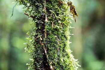 Moss on branch