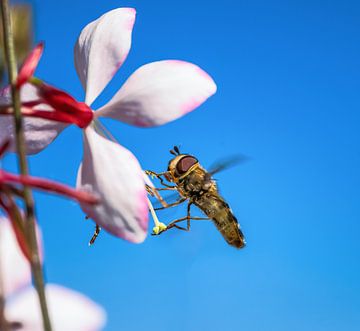 Macro van een zweefvlieg op een prachtige kaarsbloesem