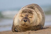 Jonge zeehond koestert zich in de Deense avondzon