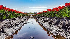 Tulips by Roelof Jonker