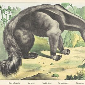 Ours à fourmis. / Ant-bear. / Ameisenbär. / Formicoleone. / Anteater, firm of Joseph Scholz, 1829 -  by Gave Meesters