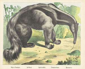 Ours à fourmis. / Ameisenbär. / Ameisenbär. / Formicoleone. / Ameisenbär, Firma von Joseph Scholz, 1