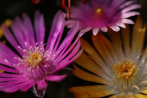 Gros plan sur des fleurs colorées