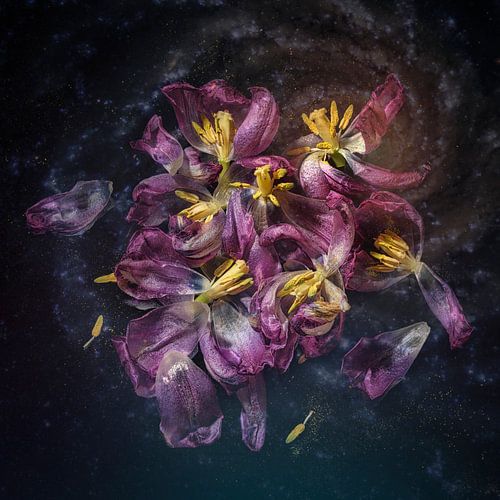 Tulpen im Verfall von Monique van Velzen