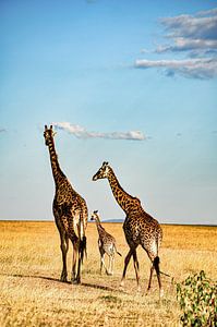 Giraffe