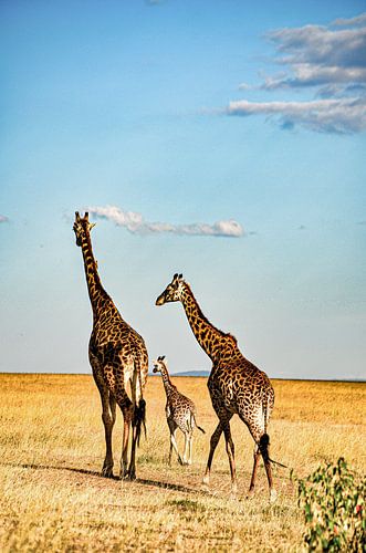 Giraffe 