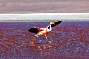 Die Flamingos der Laguna Colorada
